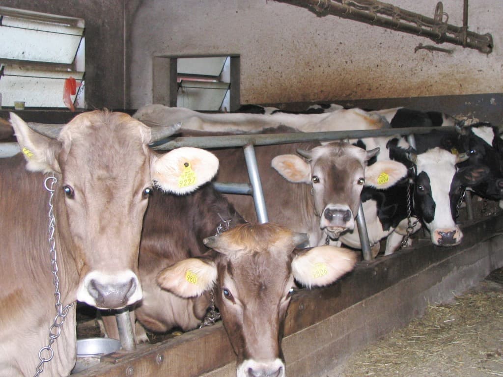 Izvajanje mlečne kontrole v času epidemije