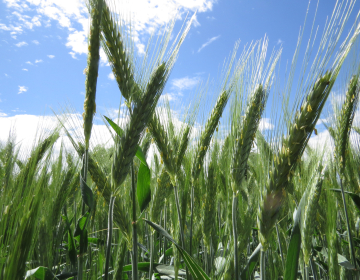 Za kakovosten pridelek ozimne pšenice je prehranjenost z dušikom ključna. Izvid Nmin testa pomaga pri odločitvi, koliko dušika v dognojevanju uporabiti. Foto Igor Škerbot