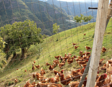 Pašnik za kokoši na strmih površinah in kostanji (foto: Vesna Čuček)