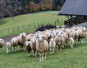 Na bolezen modrikastega jezika so najbolj dovzetne ovce.  foto: Rok Samec