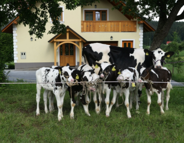 Teleta iz postopka embriotansfer na kmetiji Napotnik, foto: Janez Strašek