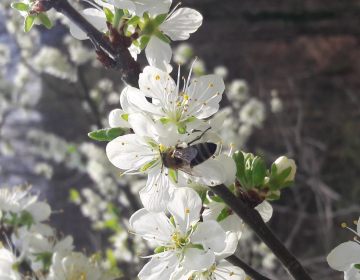 Opraševanje pomembno za dober pridelek tudi na ekološki kmetiji;   Foto: Mitja Zupančič