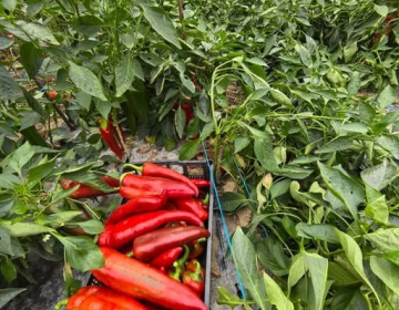 Foto: spletna stran Ekokmetija Habjan