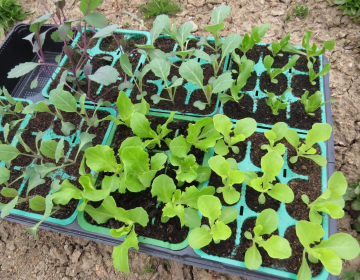 Vzgoja sadik na okenski polici, Foto IGŠ, 2025