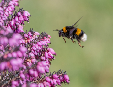 Temni zemeljski čmrlj (foto: David Knez)
