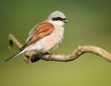 Rjavi srakoper (vir: spletna stran Kmetovati z naravo)