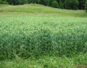 Foto T. Pevec: Cvetoči krmni grah