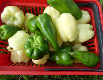 Pozno poletna zelenjava, Foto IGŠ 2025