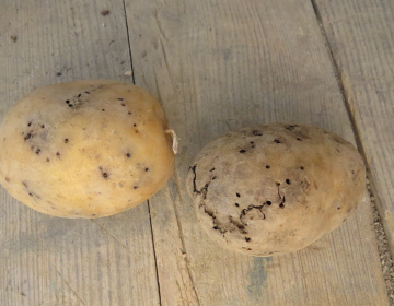 Od strun navrtana gomolja krompirja (foto: Iris Škerbot)