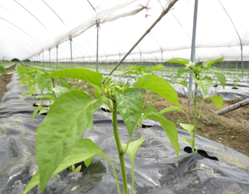 Plodovke so za toploto zahtevne rastline, ki obrodijo le, če jim je ob presajanju dovolj toplo, Foto IGŠ 2026