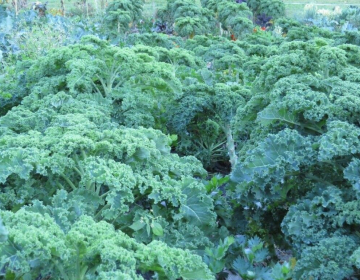 Brstični ohrovt je zimska kapusnica, Foto IGŠ, 2025