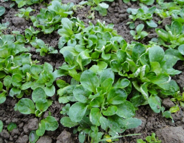 Motovilec, Foto IGŠ 2025