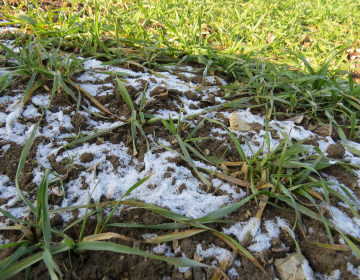 Dokler je tudi po 15.2.2021 na poljih še sneg in so tla zmrznjena, gnojenje še ni dovoljeno. Foto Igor Škerbot