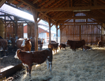 Živalim prilagojena reja, foto: Barbara Lobe