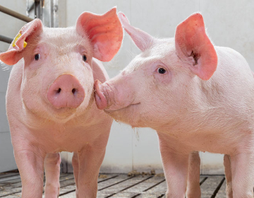 https://www.fwi.co.uk/livestock/livestock-feed-nutrition/5-zinc-oxide-alternatives-for-pigs-compared