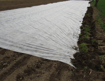 Z vlaknino prekrita tla po sajenju zgodnjega krompirja, Foto IGŠ 2023