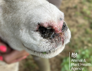 Bolezen modrikastega jezika – kaj moramo vedeti?