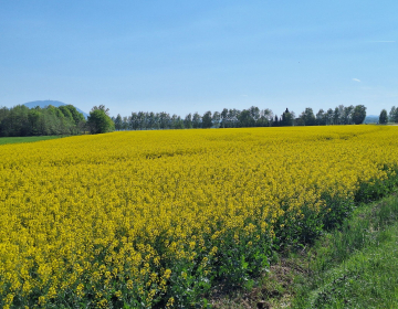 Oljna ogrščica, Foto IGŠ 2025