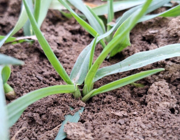 Cilj setve je dober in hiter vznik žitnih rastlin, Foto IGŠ 2025