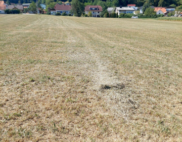 Suša na travniku (Foto: A. Marguč Kavc)