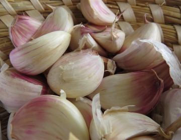 Stroki primerni za sajenje, Foto IGŠ