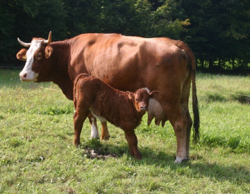 Najbolj naraven način reje krav dojilj. Foto: Peter Pšaker