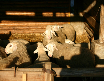 V odprtih hlevih se pozimi ovce rade nastavijo sončnim žarkom. Foto: P.Pšaker