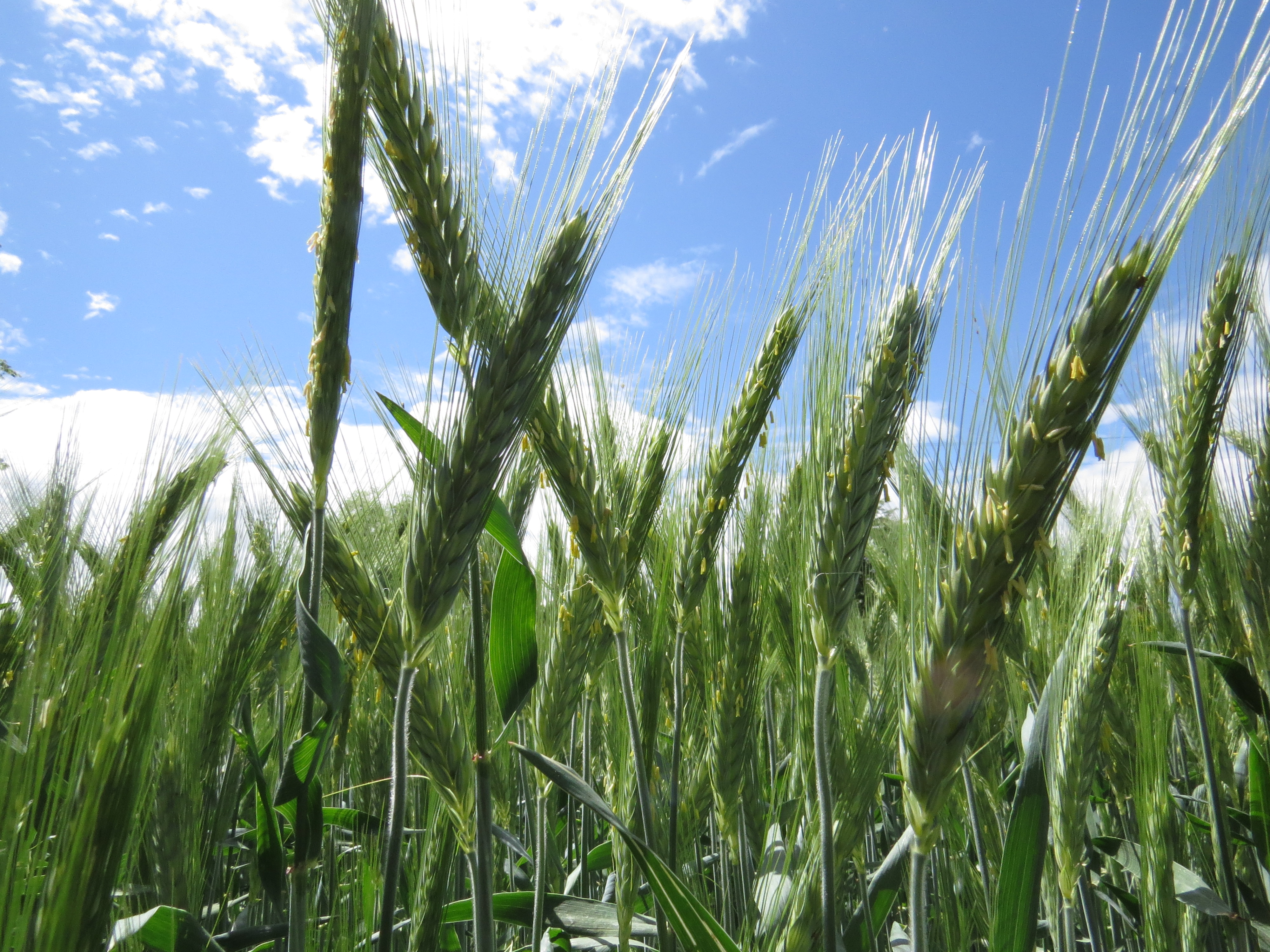 Za kakovosten pridelek ozimne pšenice je prehranjenost z dušikom ključna. Izvid Nmin testa pomaga pri odločitvi, koliko dušika v dognojevanju uporabiti. Foto Igor Škerbot