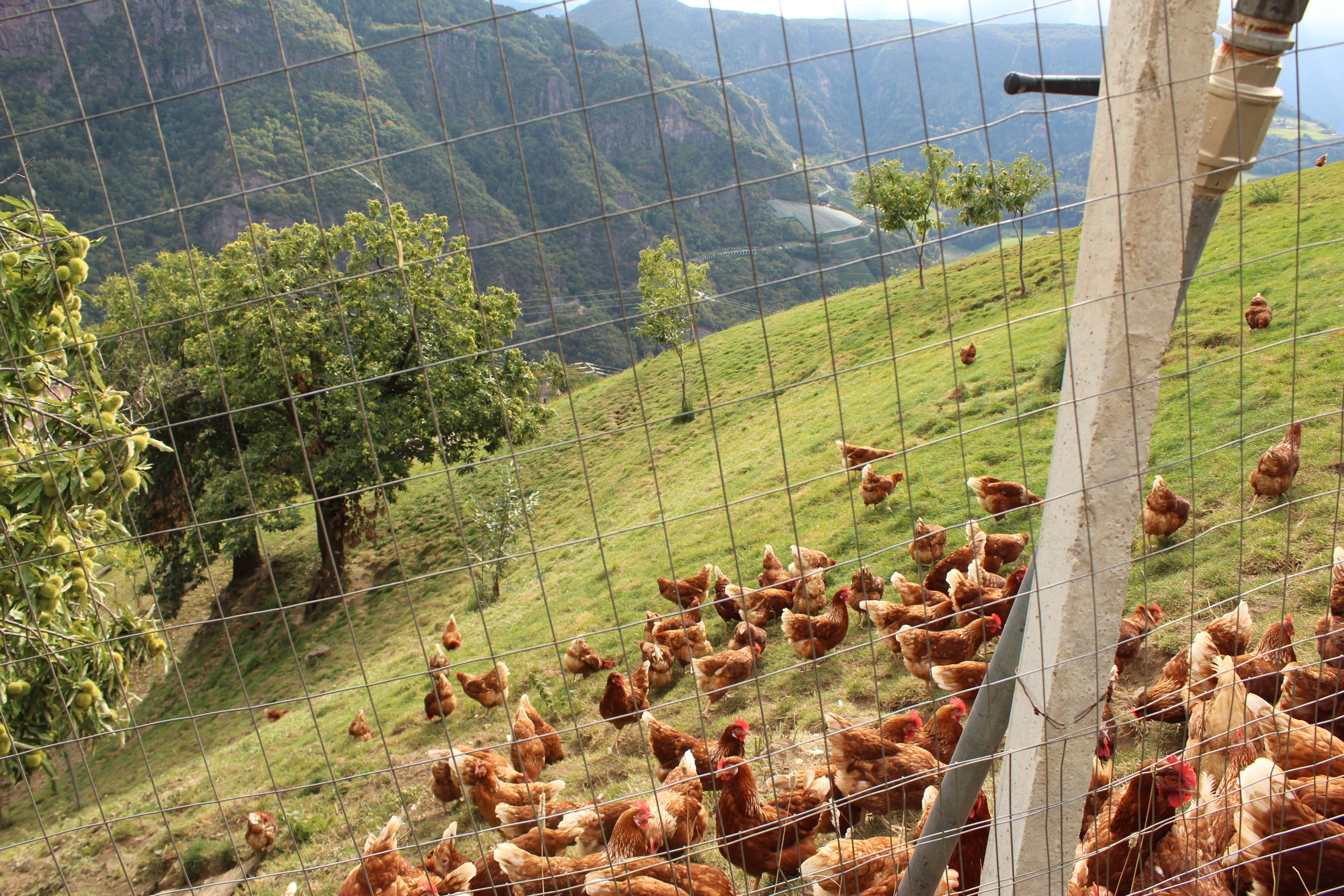 Pašnik za kokoši na strmih površinah in kostanji (foto: Vesna Čuček)