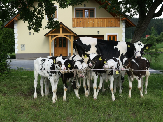 Teleta iz postopka embriotansfer na kmetiji Napotnik, foto: Janez Strašek