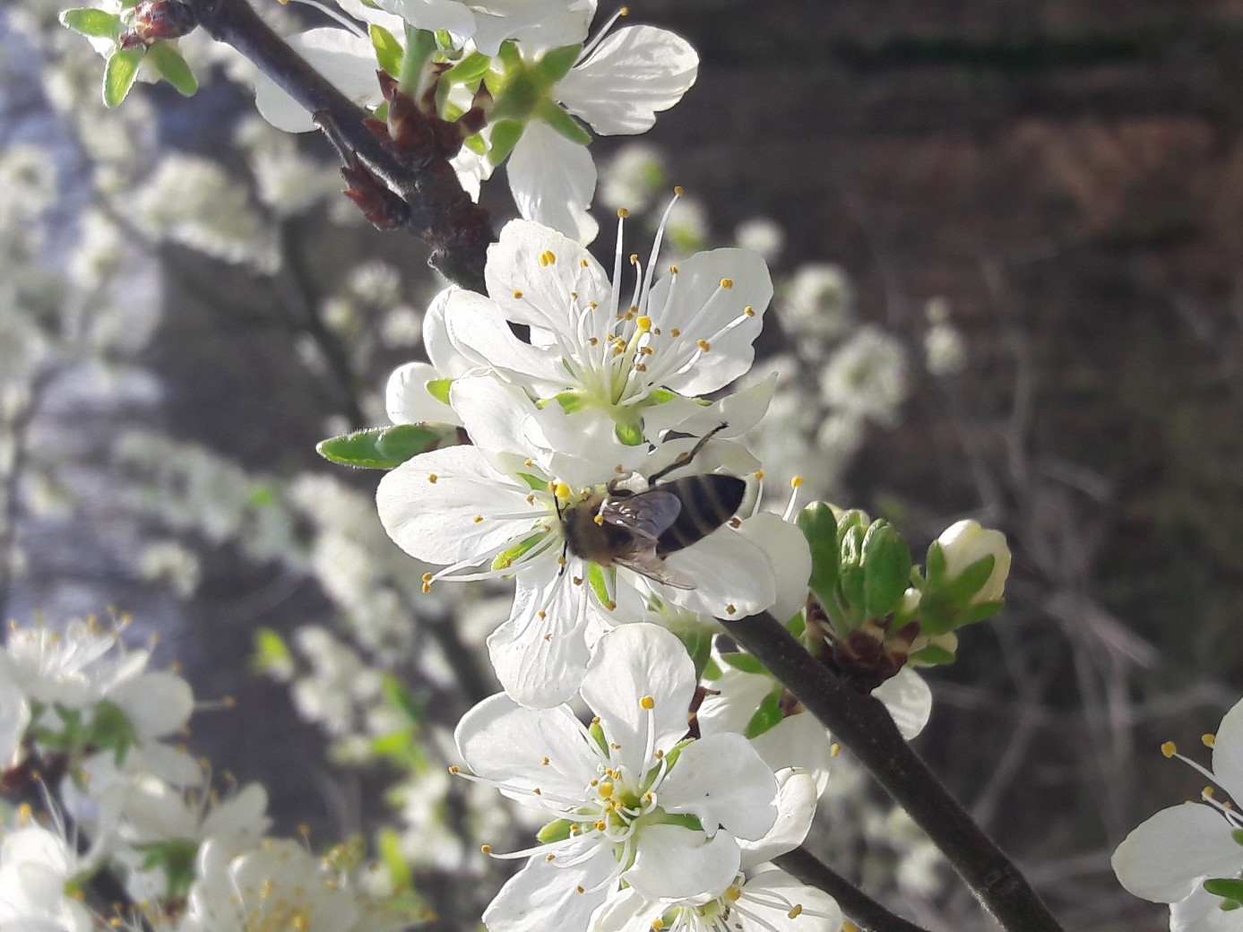 Opraševanje pomembno za dober pridelek tudi na ekološki kmetiji;   Foto: Mitja Zupančič