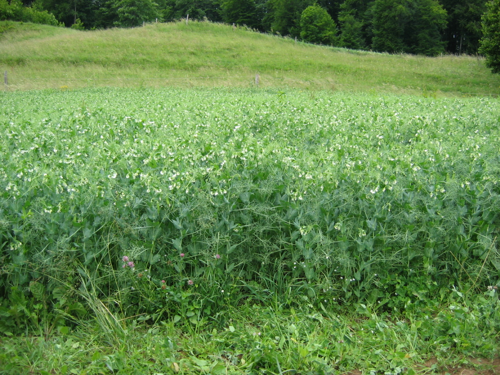 Foto T. Pevec: Cvetoči krmni grah