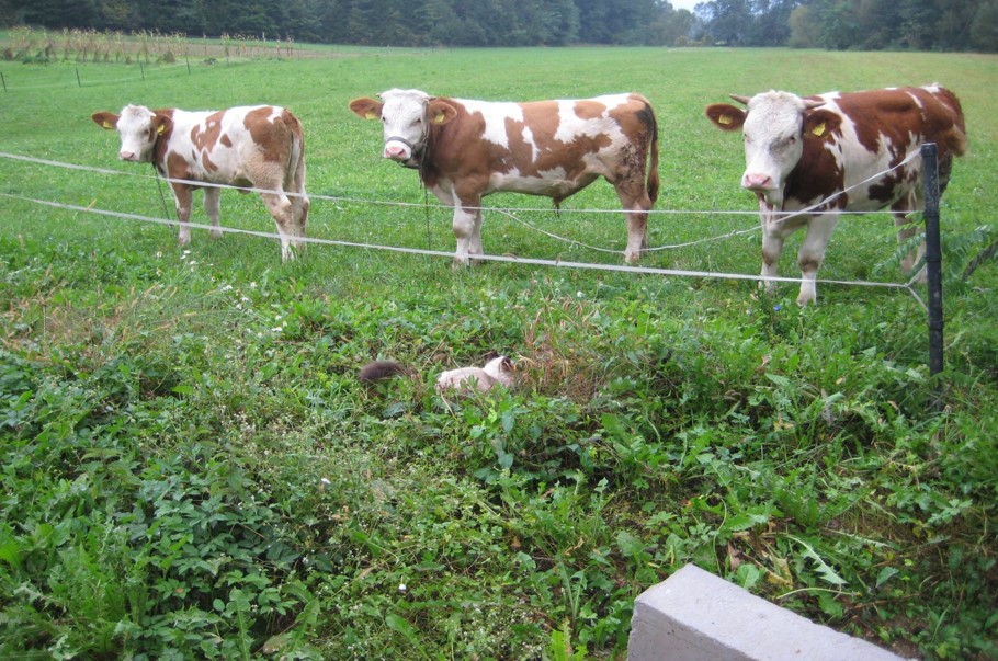 Krave na paši foto: Polona Starc