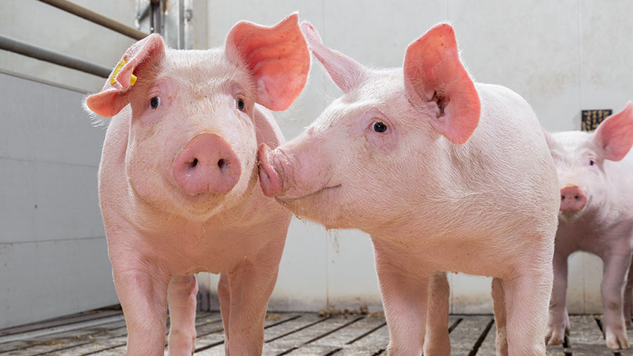 https://www.fwi.co.uk/livestock/livestock-feed-nutrition/5-zinc-oxide-alternatives-for-pigs-compared
