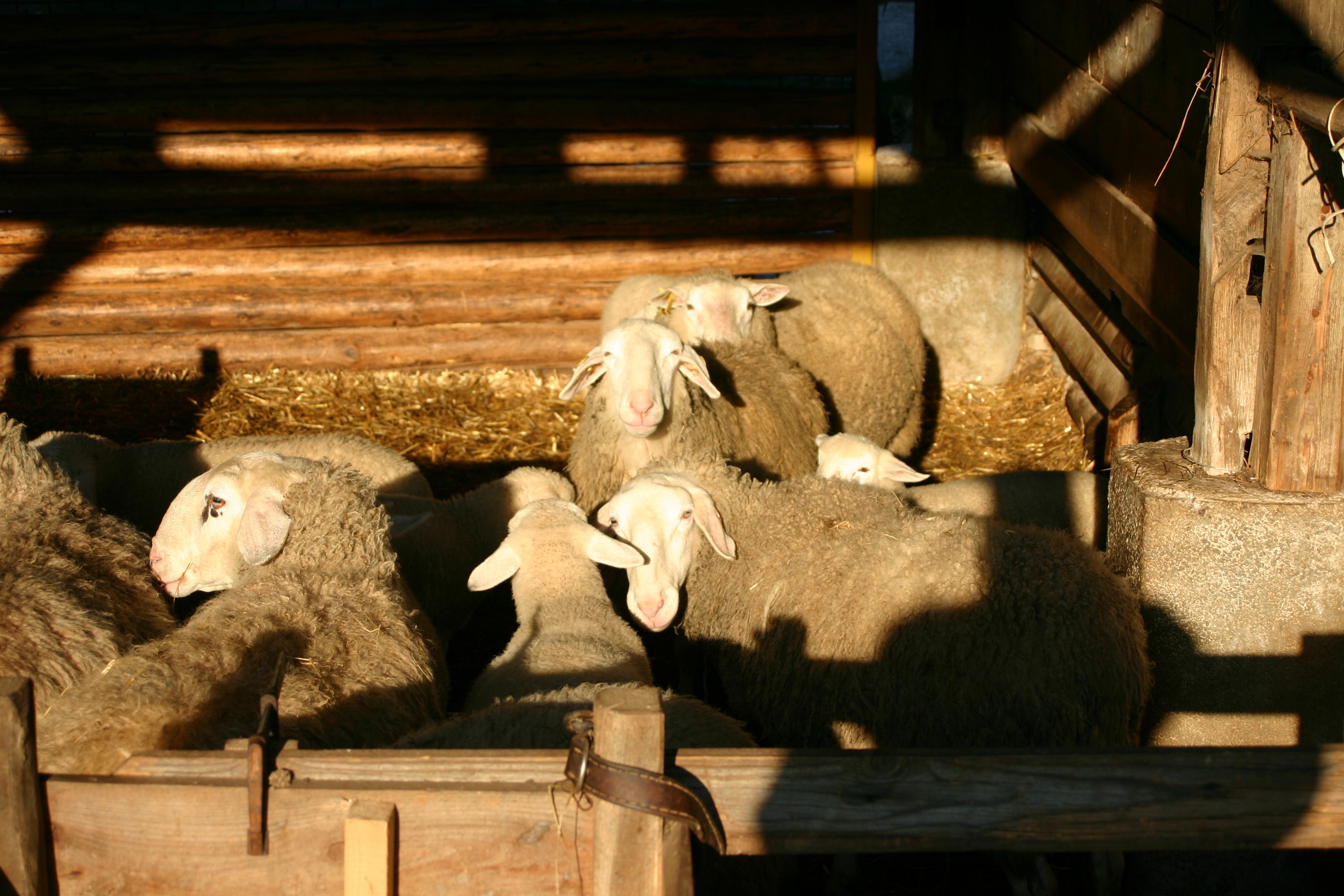 V odprtih hlevih se pozimi ovce rade nastavijo sončnim žarkom. Foto: P.Pšaker