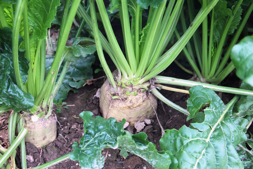 Kako preprečiti sušo v vrtnarski pridelavi?